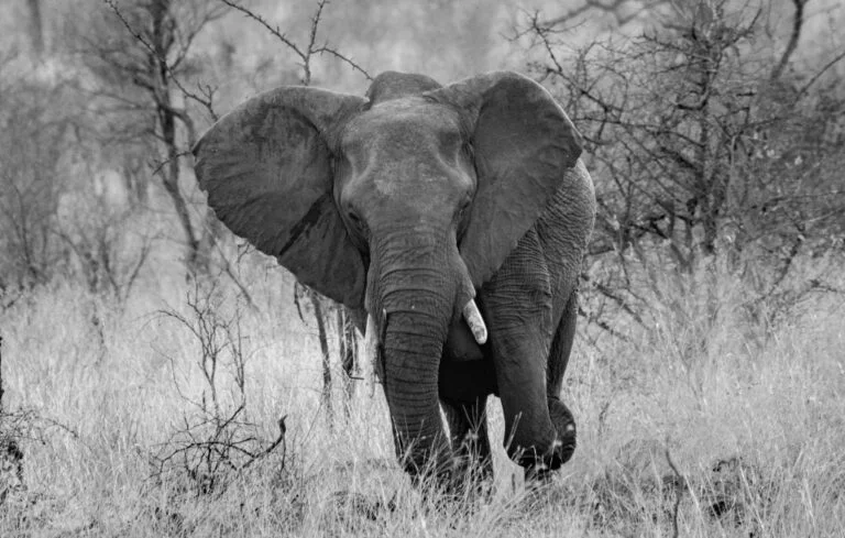 african bush elephant