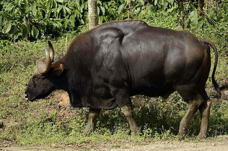 Indian gaur a biggest animal
