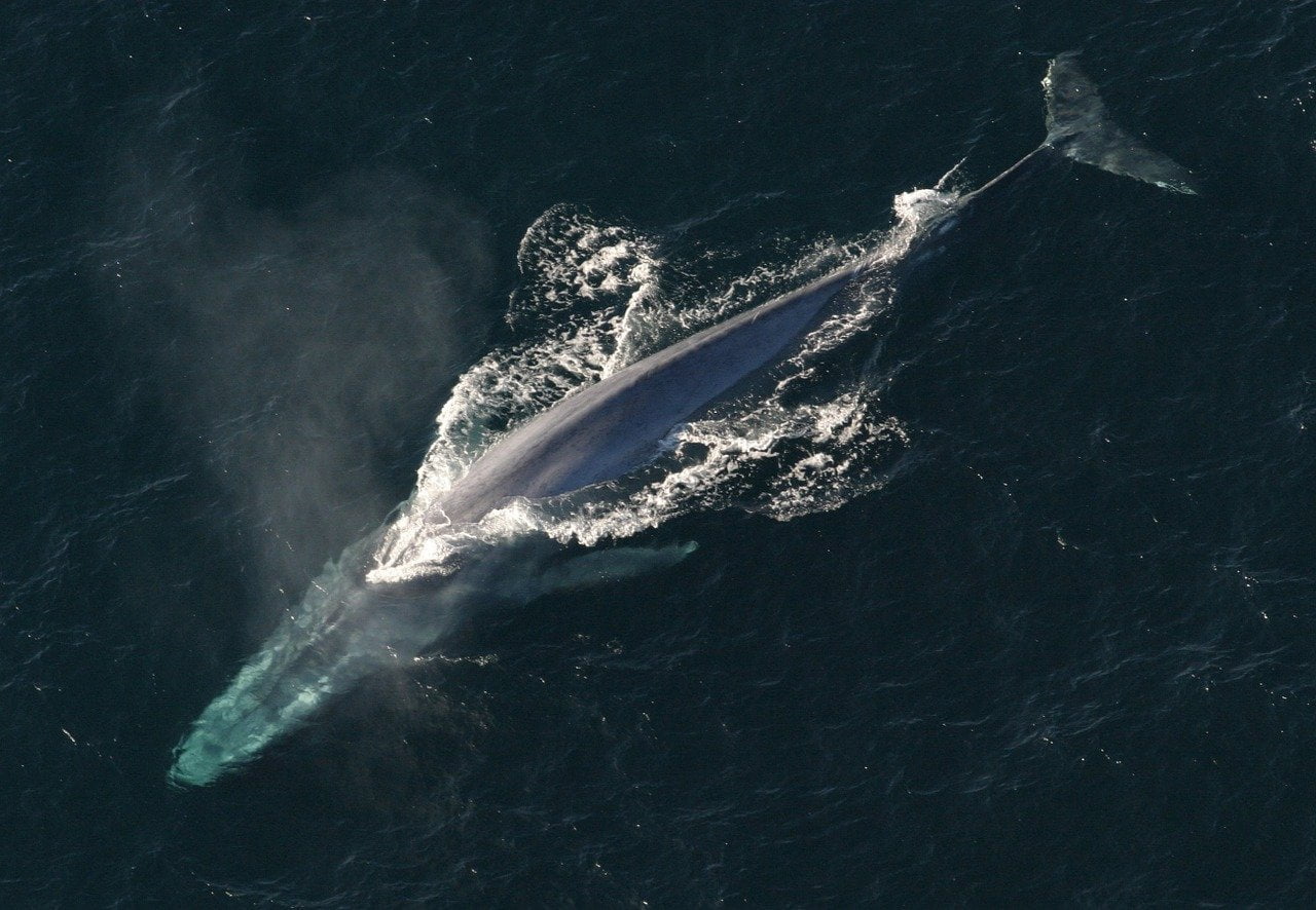 biggest animals blue whale