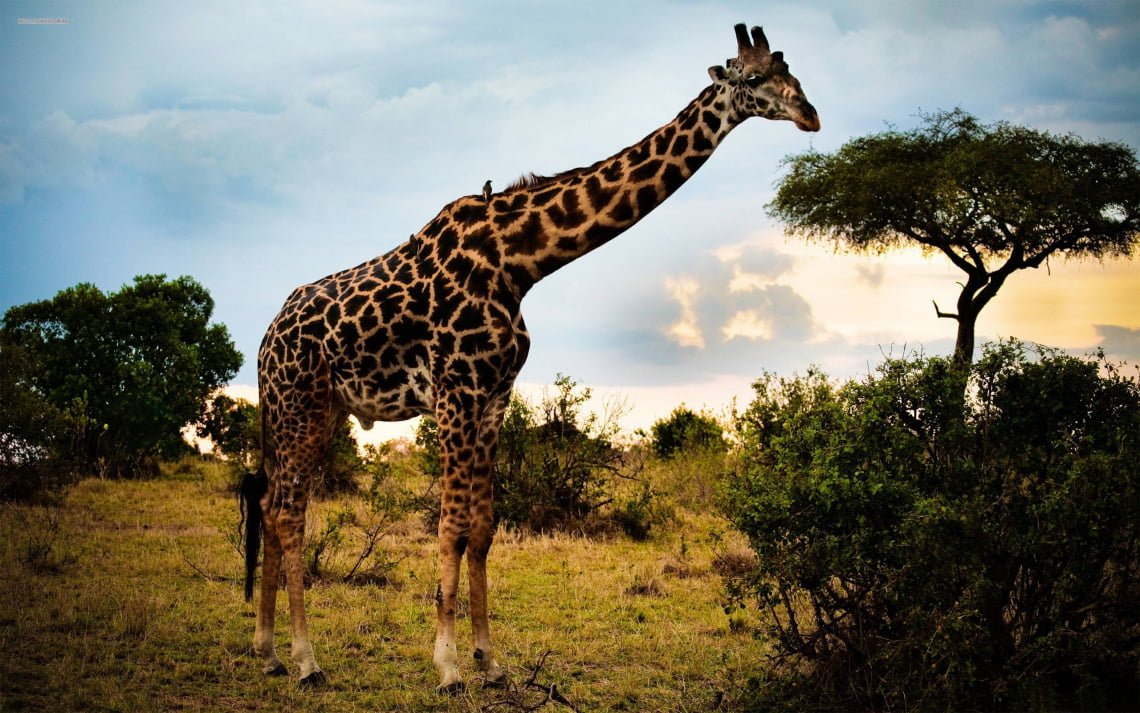 beautiful giraffe one of the top 10 biggest animal in the world