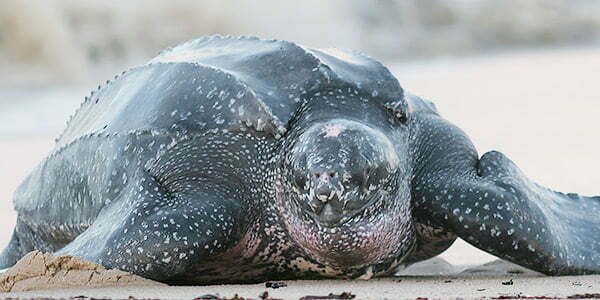 Biggest animal leatherback sea turtle