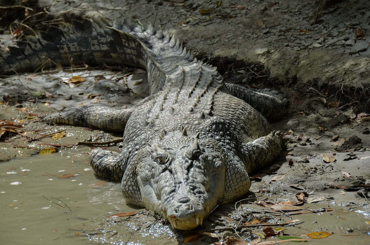 saltwater crocodile new