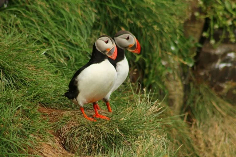 Atlantic puffin a most beautiful birds in the world