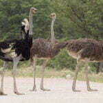 Ostriches largest birds in the world