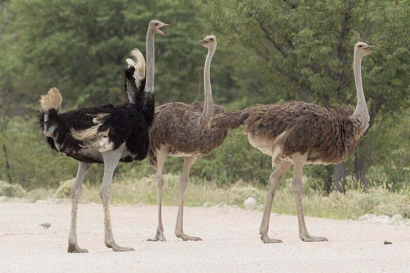 Ostriches largest birds in the world
