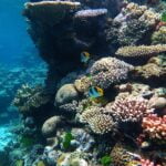 Great Barrier Reef a natural wonder of the world