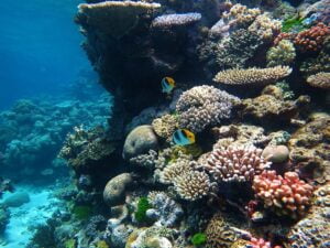 Great Barrier Reef a natural wonder of the world