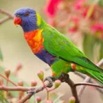 Rainbow lorikeet one of the most colourful bird in the world