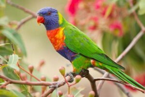 Rainbow lorikeet one of the most colourful bird in the world