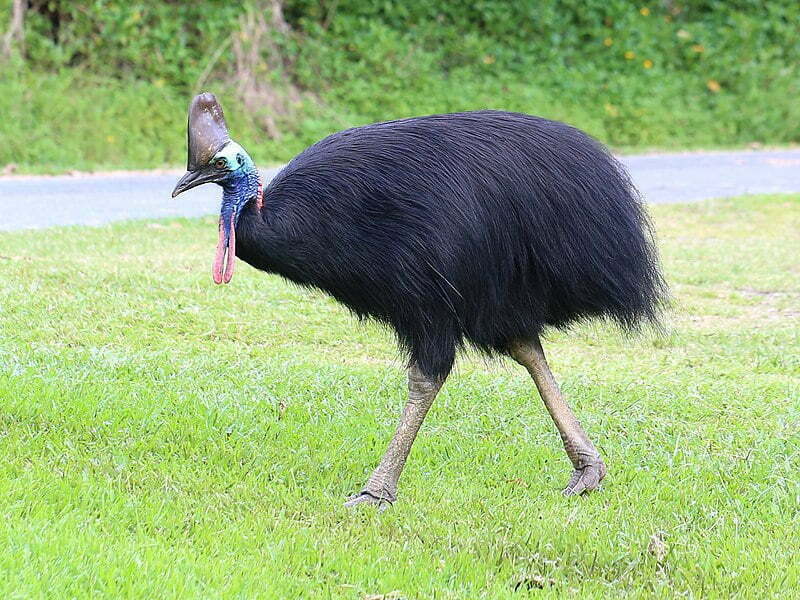 Cassowaries black new