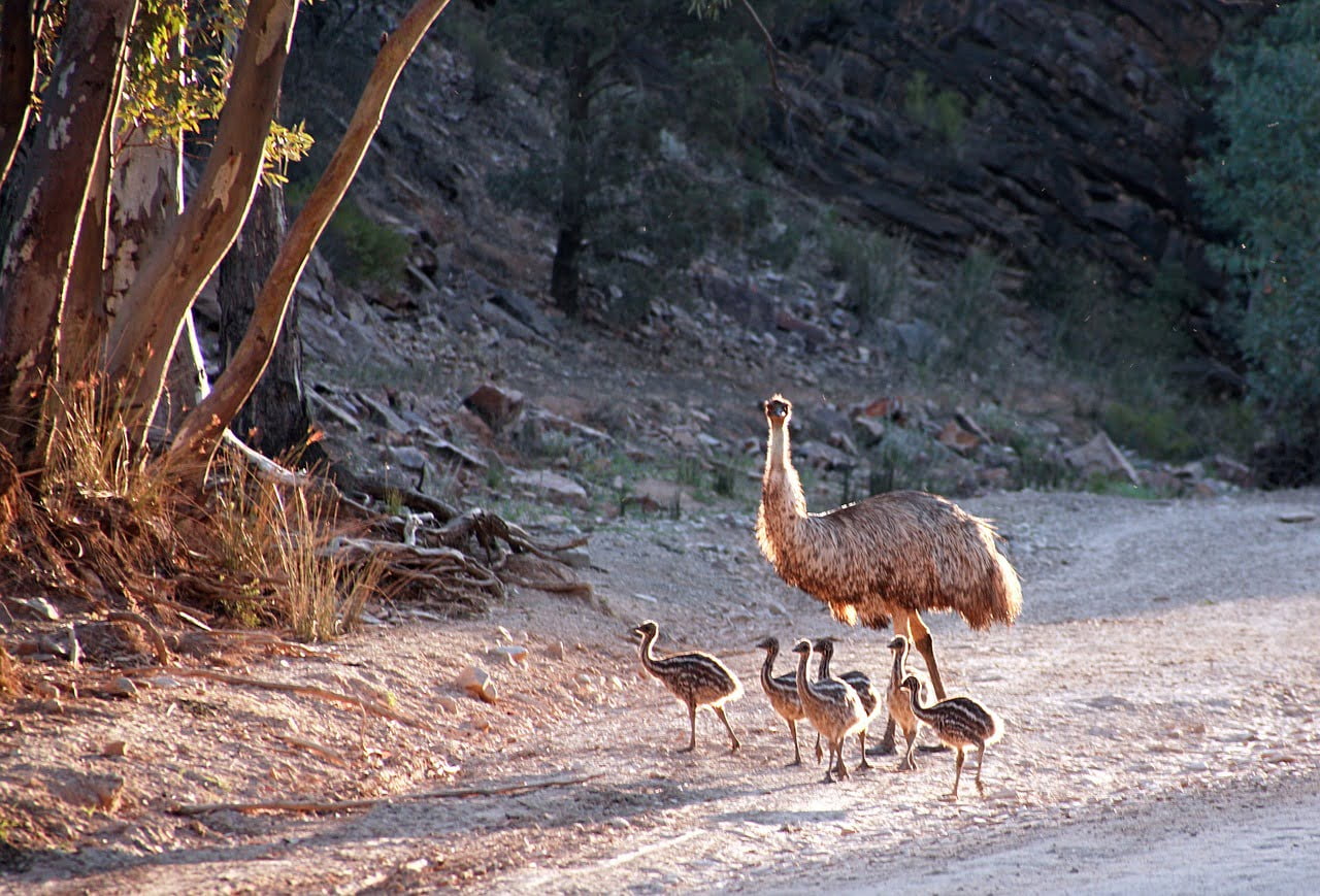 Emus one of the top 10 largest birds in the world