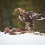 golden eagle the 2nd fastest animal in the world