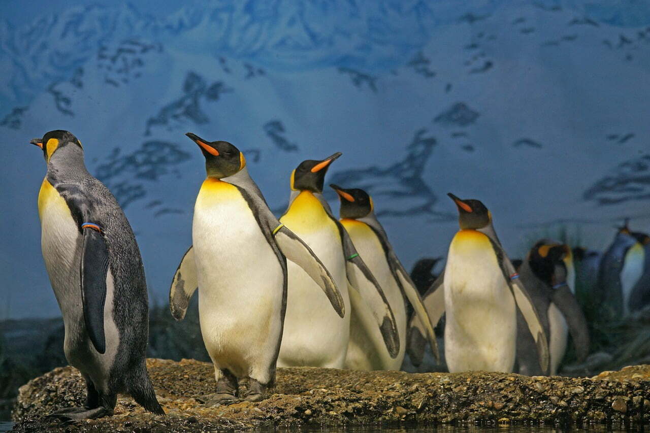 Emperor Penguins new