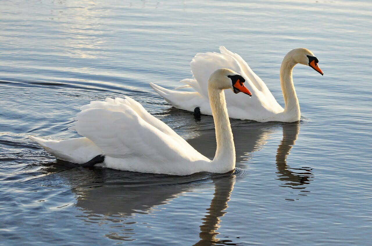 Mute Swans one of the top 10 largest flying bird in the world