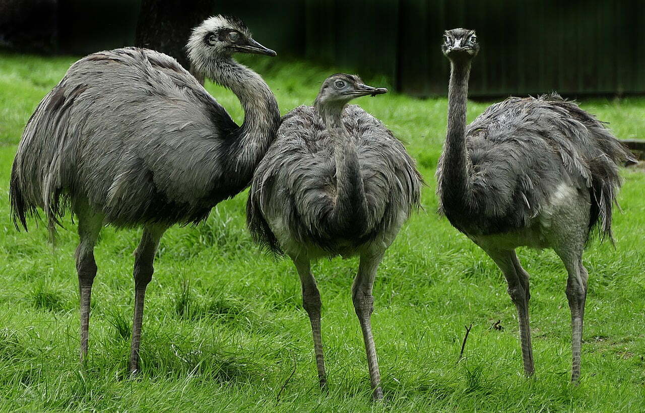 Greater Rheas one of top 10 biggest flying bird in the world