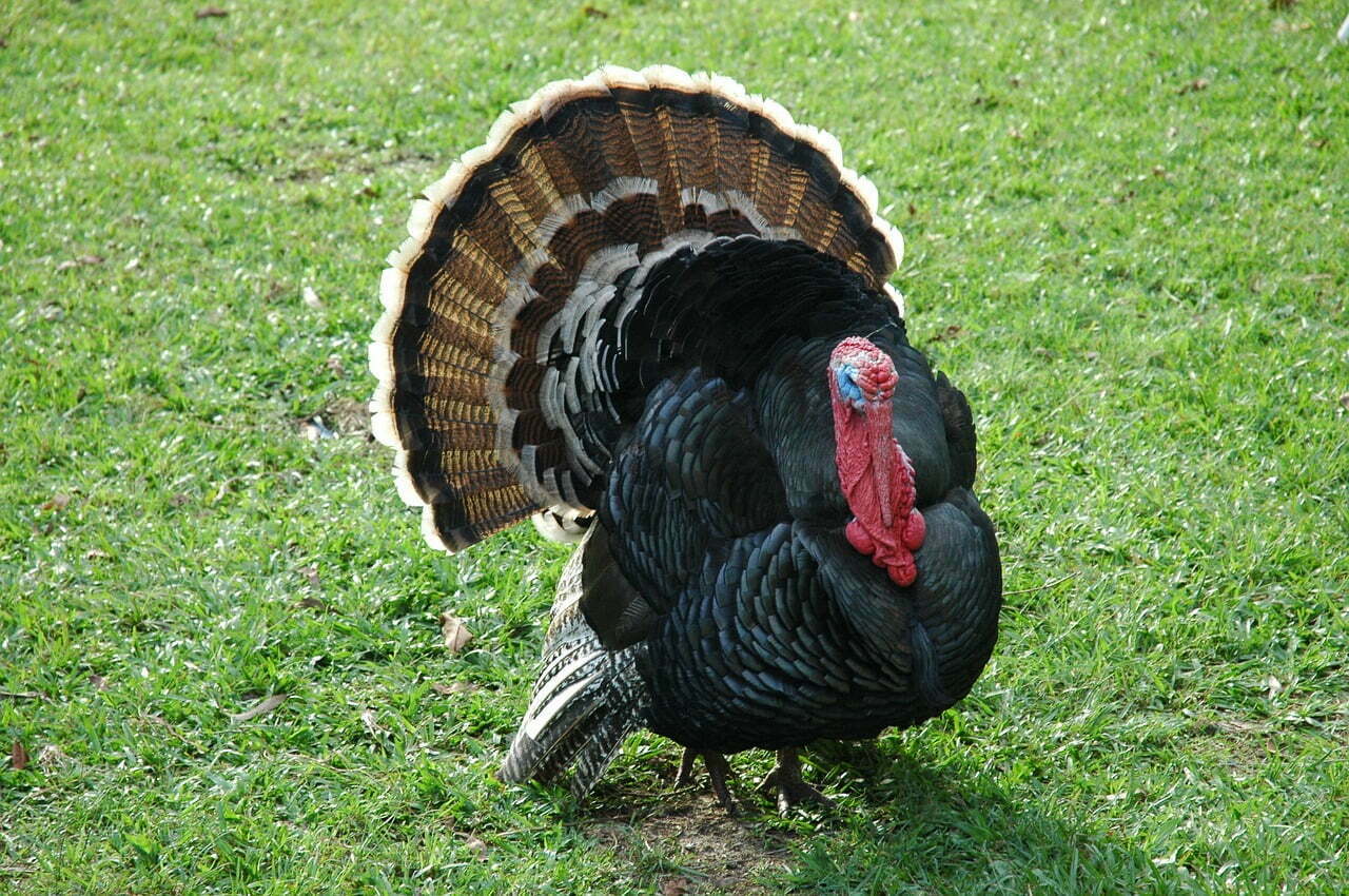 Wild Turkeys black in grass